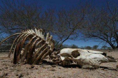 Pernambuco decreta situação de emergência em 117 cidades devido à seca